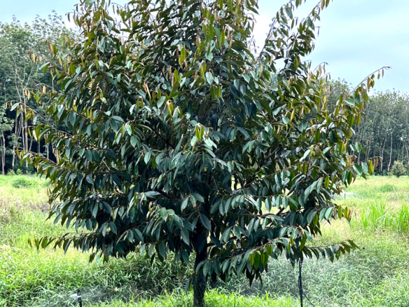 ban-vuon-Sau-Rieng-Dau-Tieng-Binh-Duong